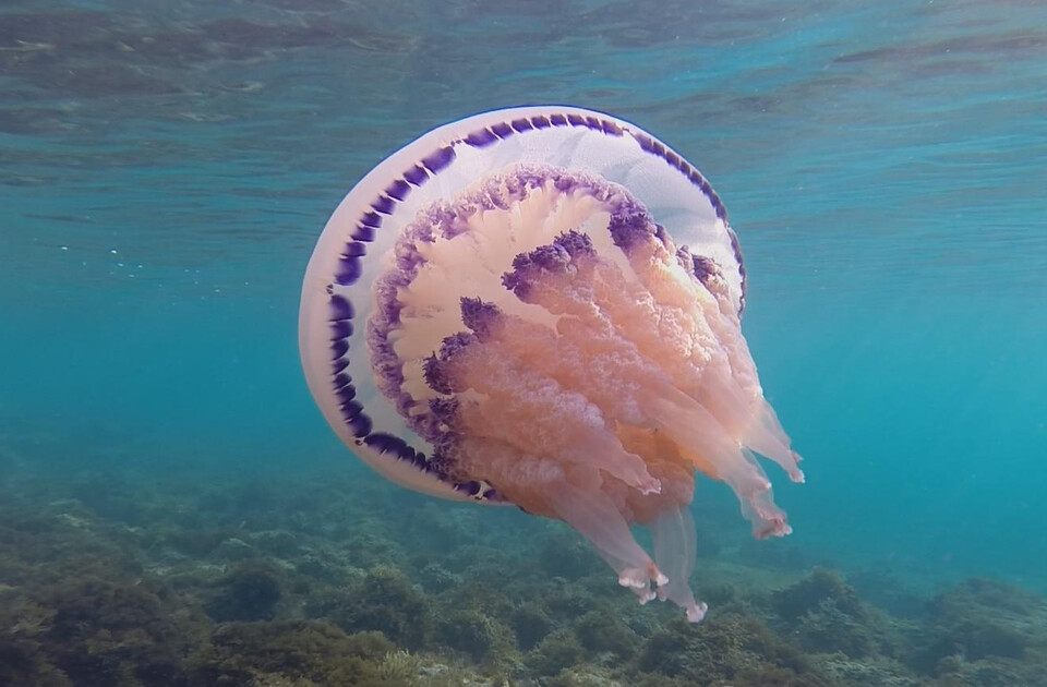 01_Elements-off-Balance_Still-01_©Othmar-Schmidere