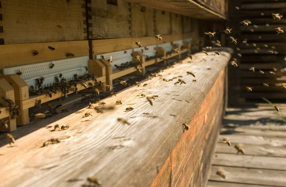 Bienenwelt Höttl | © Höttl
