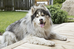 Hunde sind willkommen